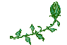 blumen animierte-bilder-gif